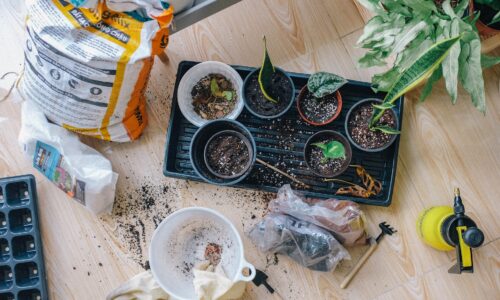 Gardening-Tipps für Amateurgärtner