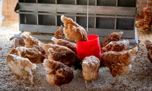 Hühner halten – Tipps und Tricks für glückliche Hühner