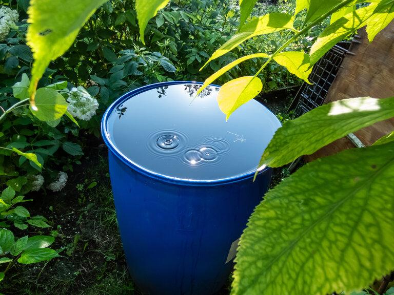 Blaue Plastiktonne, die zum Auffangen und Speichern von Regenwasser für die Bewässerung von Pflanzen wiederverwendet wird, gefüllt mit Wasser und Wasser, das an einem Sommertag vom Dach tropft, umgeben von Vegetation