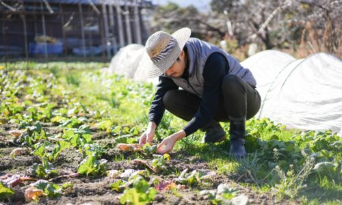 DIY-Gartenprojekte: Eigenanbau von Pflanzen leicht gemacht