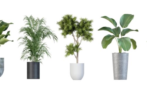 Wie Pflanzen das Wohngefühl verändern