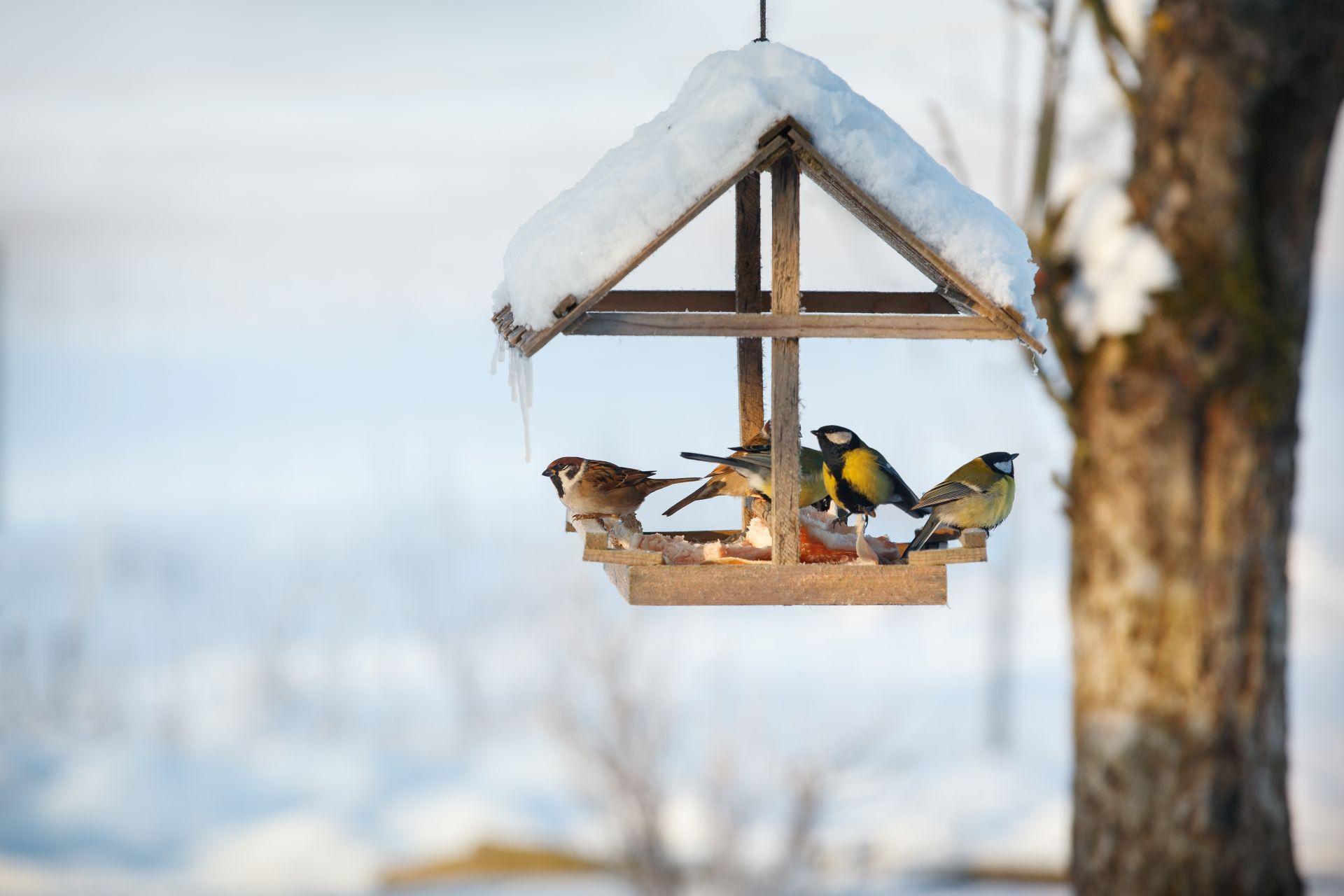 Voegel an einem verschneiten Futterhaus im Garten mit Meisenknoedeln im Winter