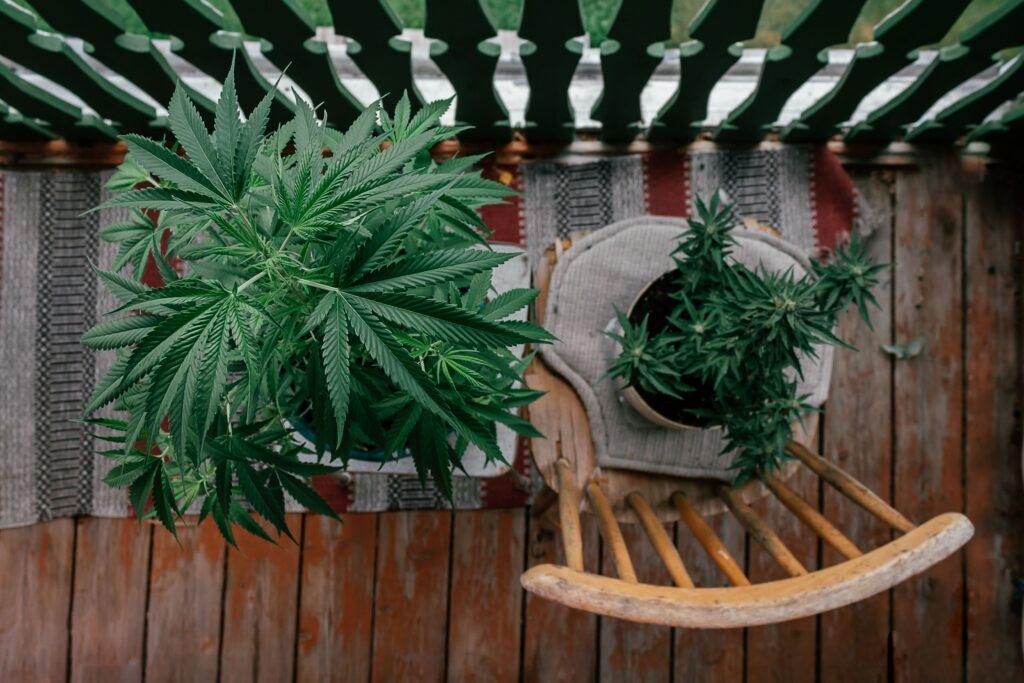 Autoflower Samen_Balkon
