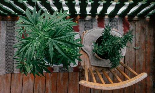 Mit minimalem Platz maximal ernten: So gelingt das schnelle Wachstum auf dem Balkon